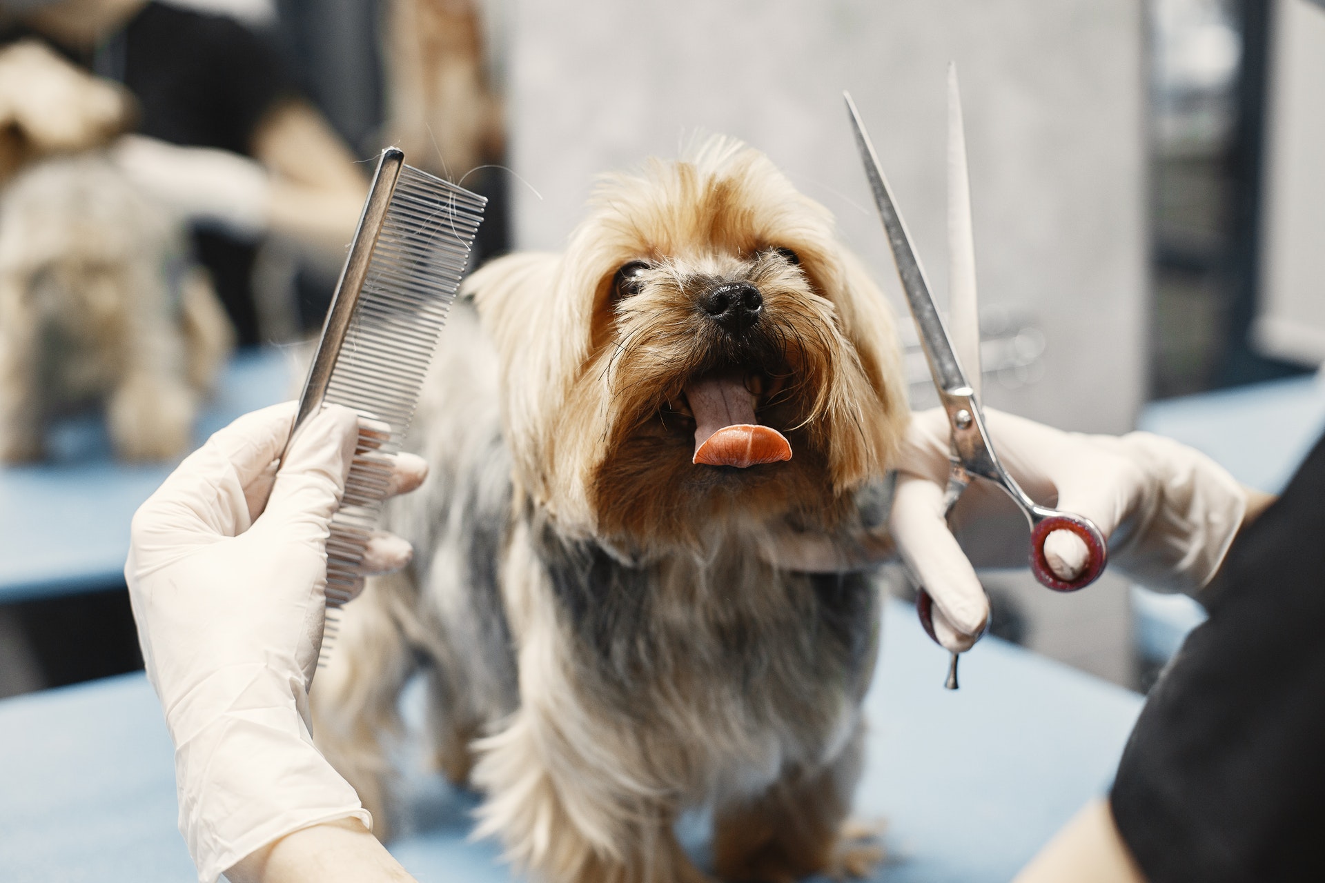 Dog Kennel and Spa