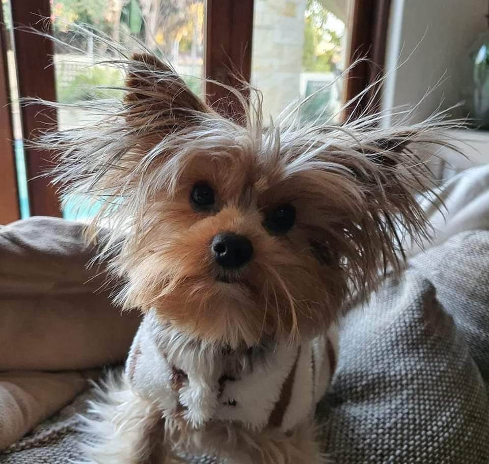 The Importance of Dog Grooming: Keeping Your Furry Friend Healthy and Happy