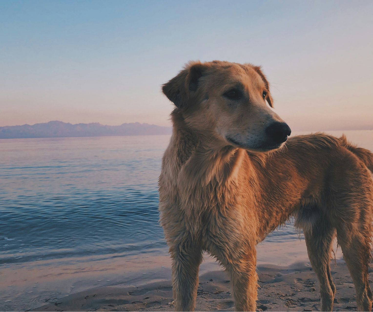 Holiday Pet Travel Guide – Make This Festive Season Fun, Safe & Stylish for Your Best Friend