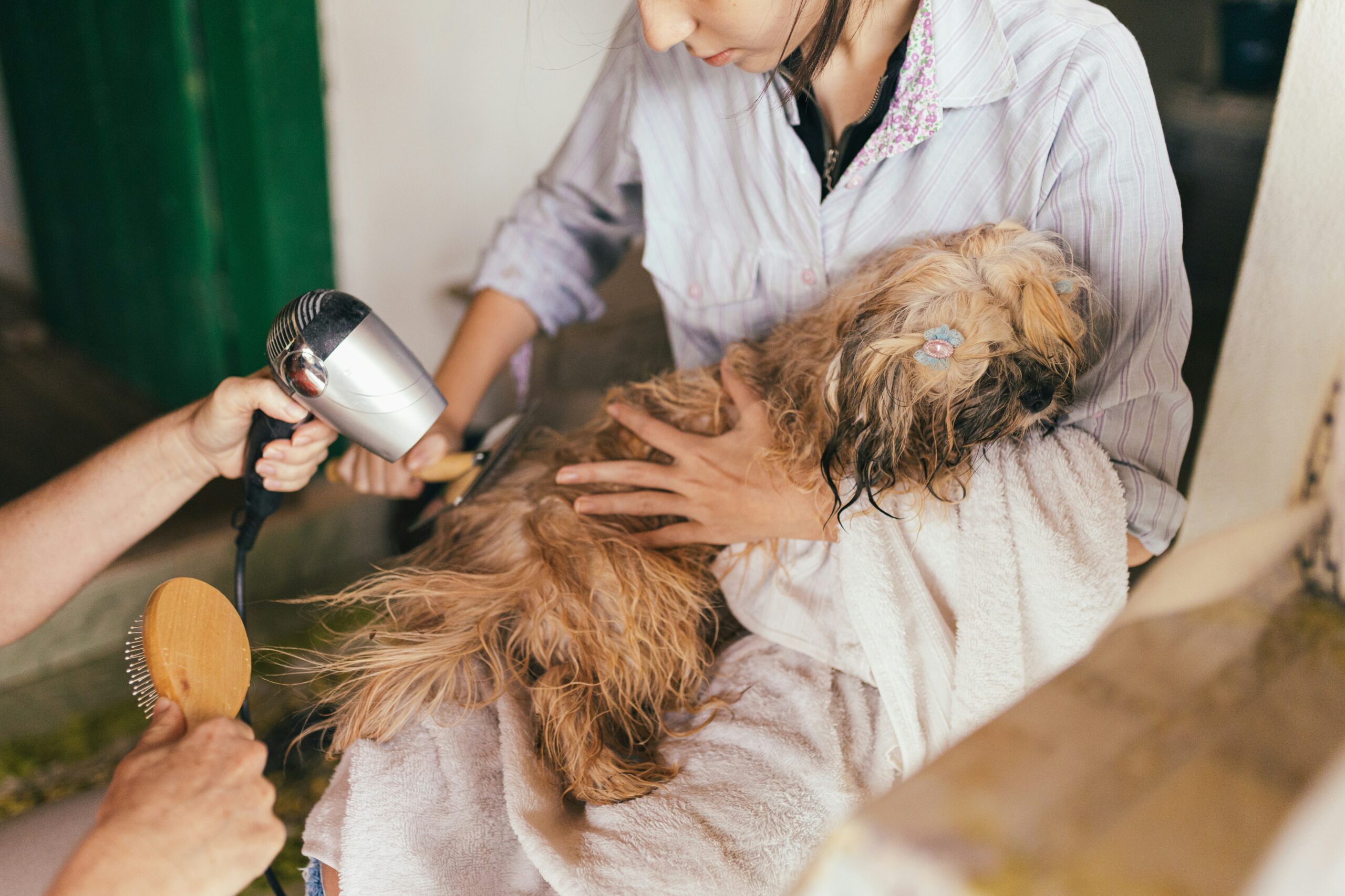The Hidden Health Benefits of Dog Grooming